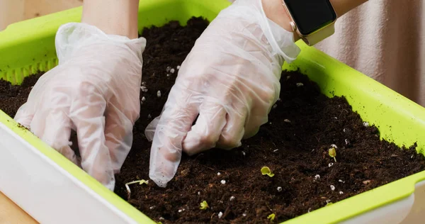 Planting Home Vegetable — Stock Photo, Image