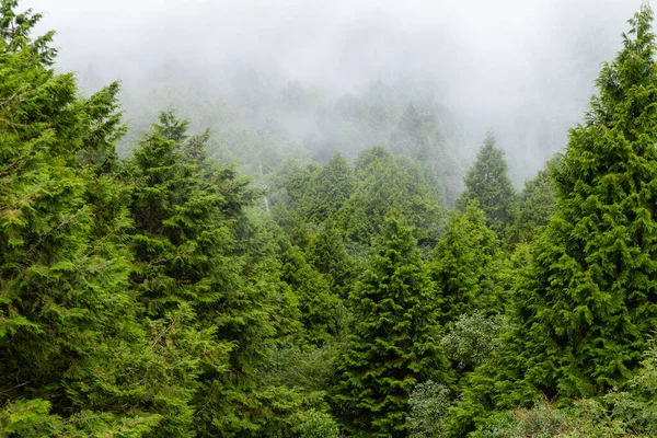 Misty Foggy Forest Mountain Landscape — стоковое фото