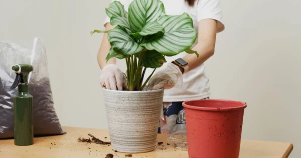 Changing Pot Calathea Orbifolia Home — Fotografia de Stock