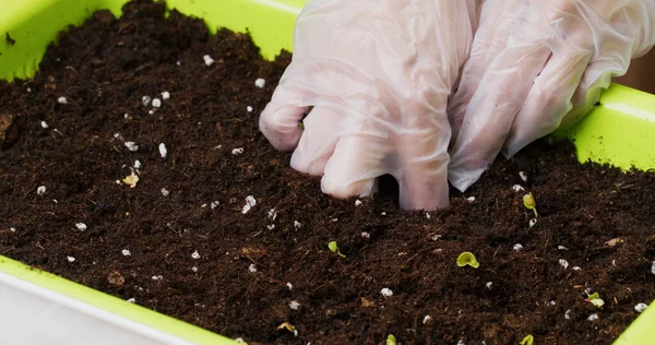 Planting Home Vegetable — Stock Photo, Image