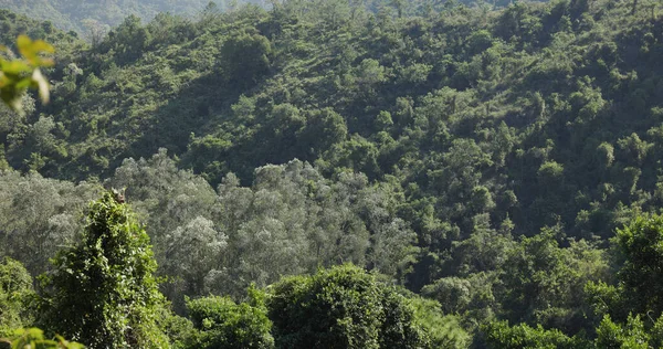 Albero Verde Nella Foresta — Foto Stock