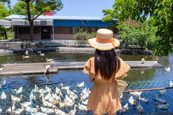 Travel Woman Visit Local Duck Farm Taiwan — Stockfoto