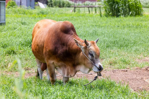 Cow Grazing Green Meadow Kinmen Taiwan — Stock Photo, Image