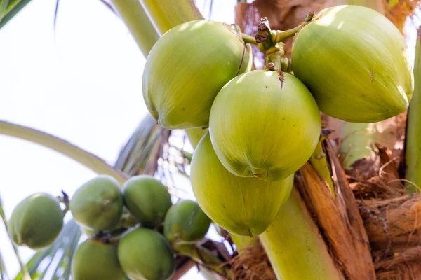 Close Fresh Coconut Tree Summer — Stock Photo, Image