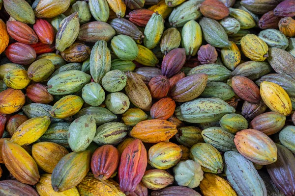 Pila Baccello Cacao Maturo Colorato — Foto Stock