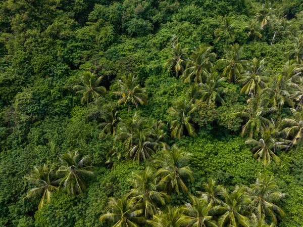 Top down view of the tropical forest jungle