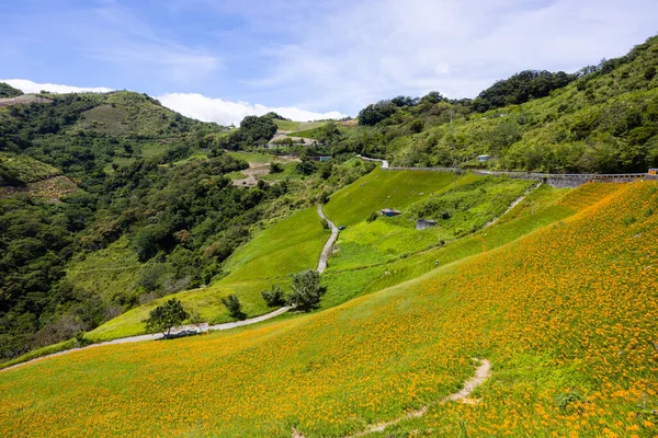 Narancs Nap Liliom Virág Mező Taimali Kinchen Mountain Taitung — Stock Fotó