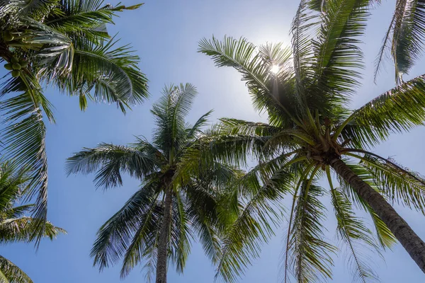 Kokosnoot Palmboom Met Blauwe Lucht — Stockfoto
