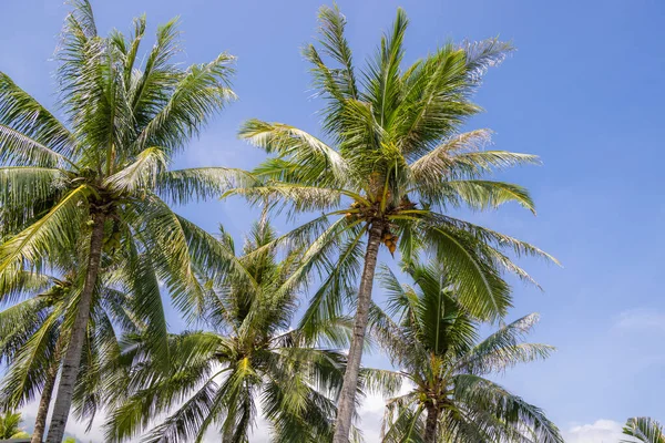 Kokospalmträd Med Blå Himmel — Stockfoto