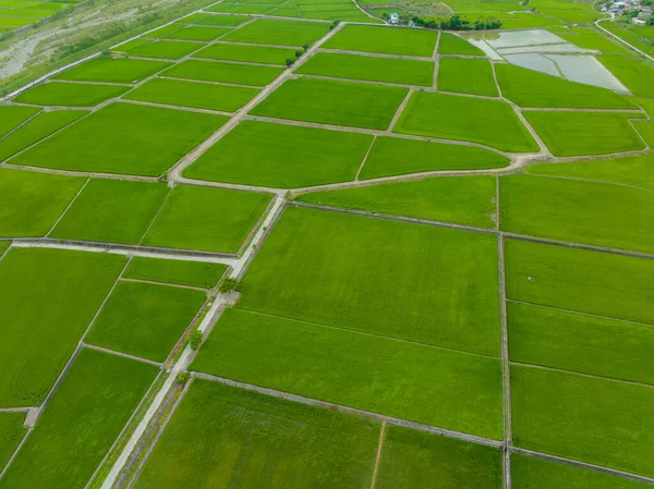 Tayvan Daki Hualien Yuli Deki Paddy Pirinç Tarlası — Stok fotoğraf