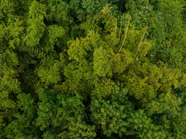 Vista Arriba Hacia Abajo Selva Tropical — Foto de Stock