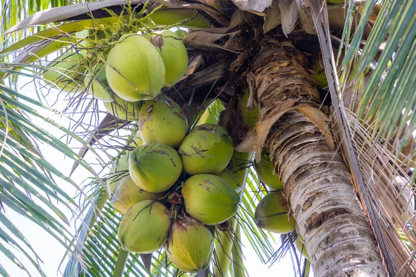 Čerstvý Kokos Stromě Létě — Stock fotografie