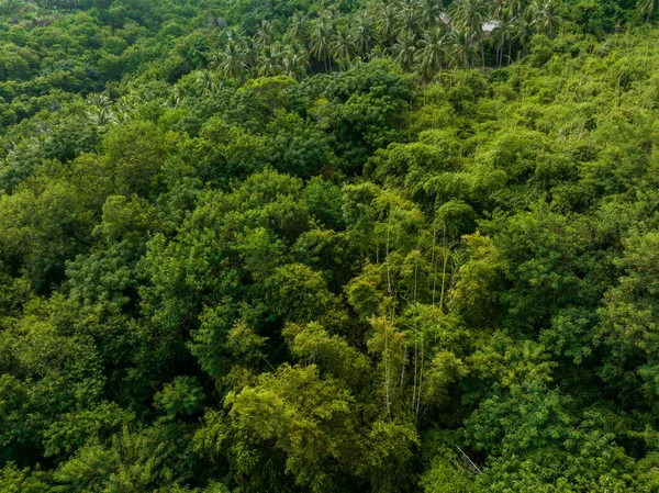 热带森林丛林自上而下的景象 — 图库照片
