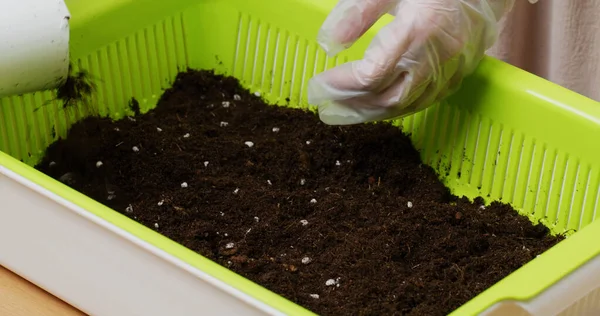 Planting Vegetable Home Mini Garden — Stock Photo, Image