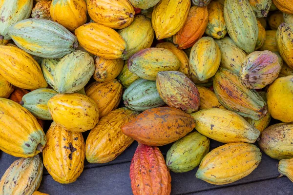 Stapel Kleurrijke Rijpe Cacaopod — Stockfoto