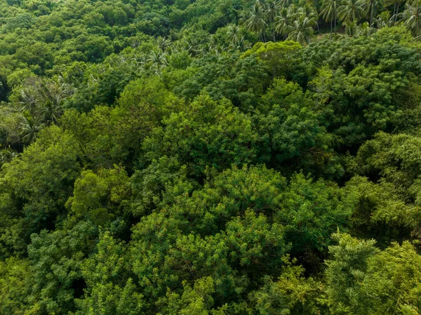 Вид Сверху Тропические Лесные Джунгли — стоковое фото