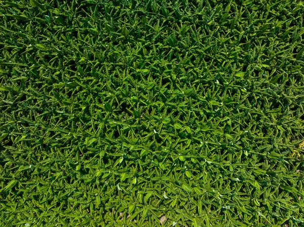 Top View Banana Field — Stock Photo, Image