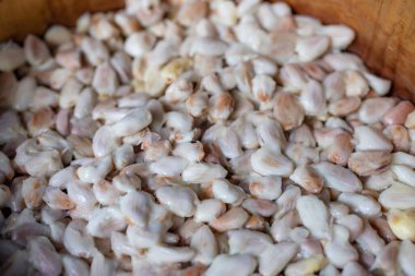 Taze çiğ kakao tohumu