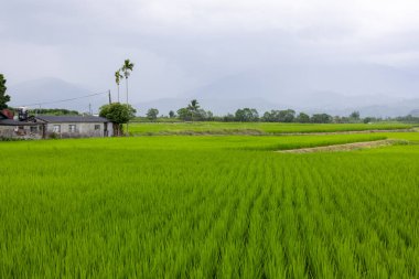 Tayvan 'daki Hualien Yuli' deki Paddy pirinç tarlası.