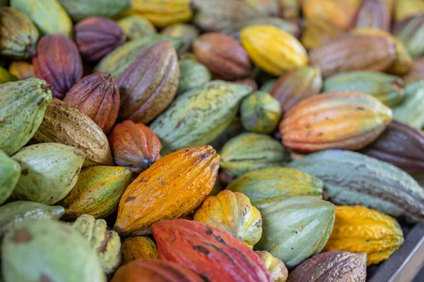 Hromada Barevných Zralých Kakaových Lusků — Stock fotografie