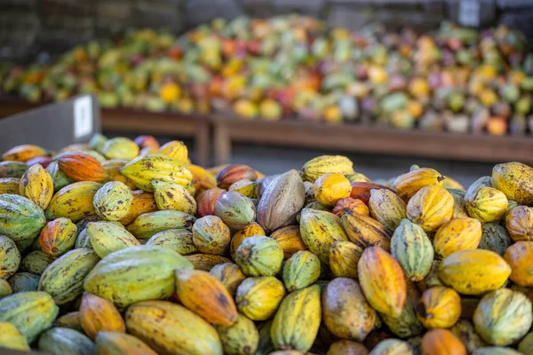 Stapel Von Farbenfrohen Reifen Kakaoschoten — Stockfoto