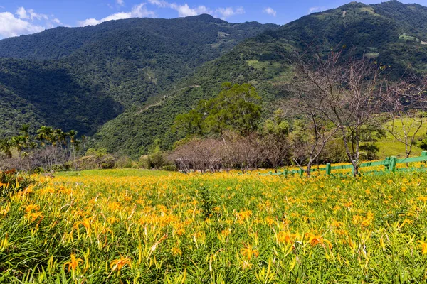 Taimali Kinchen Mountain Orange Day Lily Flower Field Taiwan — Stock Photo, Image