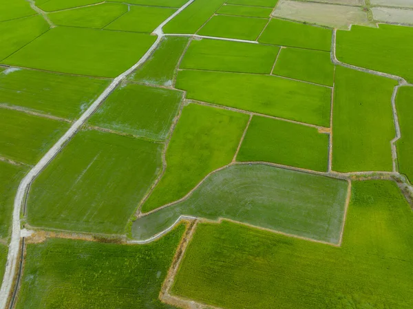 Top View Rice Field Taitung Taiwan — Stock Photo, Image