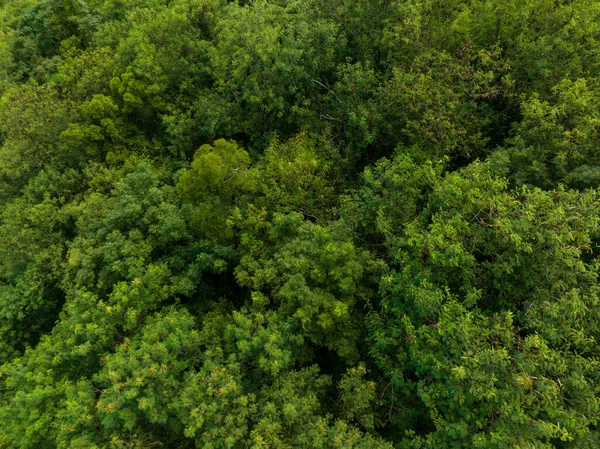 Vista Arriba Hacia Abajo Del Bosque — Foto de Stock