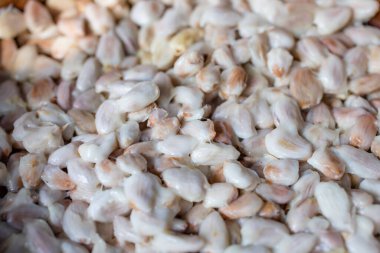 Taze çiğ kakao tohumu