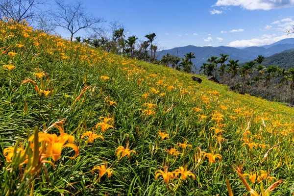 Taimali Kinchen Mountain Orange Day Lily Flower Field Taiwan — Stock Photo, Image