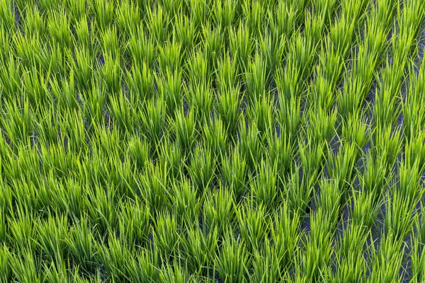 Рисовое Поле Тайтуна — стоковое фото