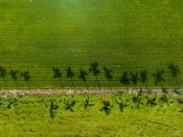 Vista Superior Del Campo Arroz Con Sombra Árbol — Foto de Stock