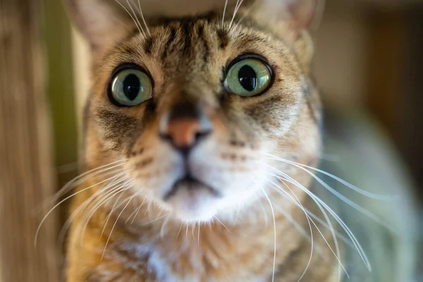 Primer Plano Del Gato Doméstico — Foto de Stock