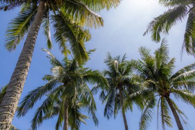 Hindistan cevizi palmiyesi mavi gökyüzü