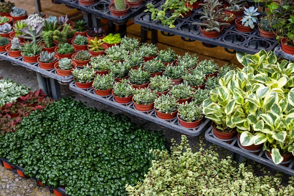 Pot Plant Sell Shop — Stock Photo, Image