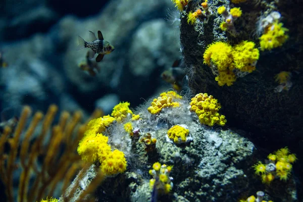 鱼和珊瑚礁水箱 — 图库照片