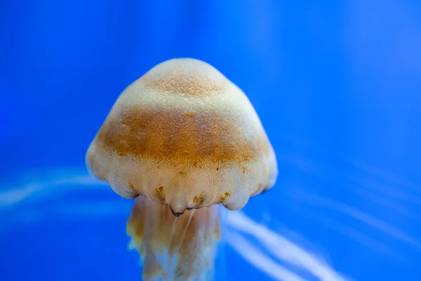 Медузы Плавают Водой Аквариуме — стоковое фото