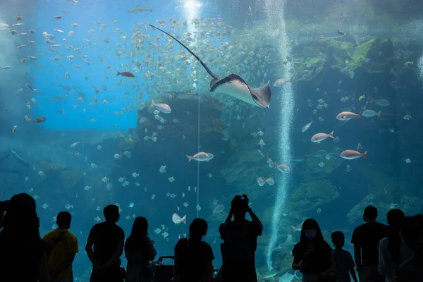 Taoyuan Taiwan Juillet 2022 Xpark Aquarium Taiwan — Photo