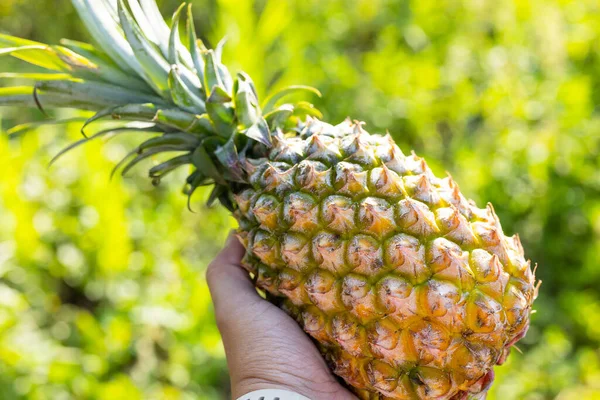 Hold Pineapple Harvest Sunlight — Foto Stock