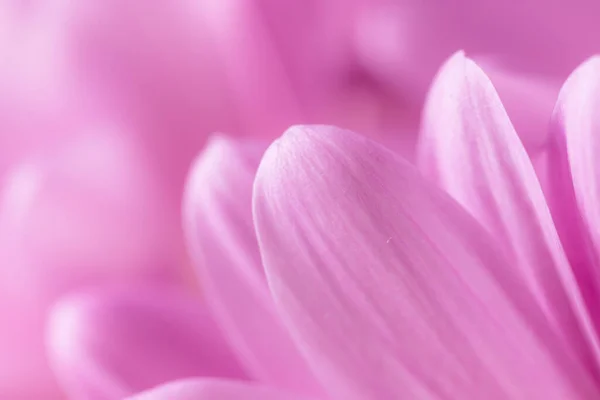 紫のコスモスの花をクローズ アップ — ストック写真