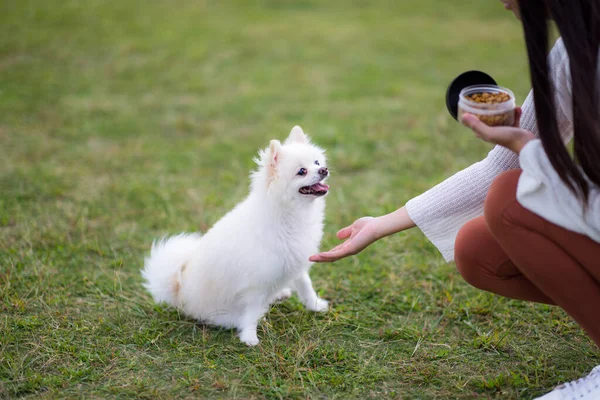 Mujer Entrenar Alimentar Perro Pomerania Parque — Foto de Stock
