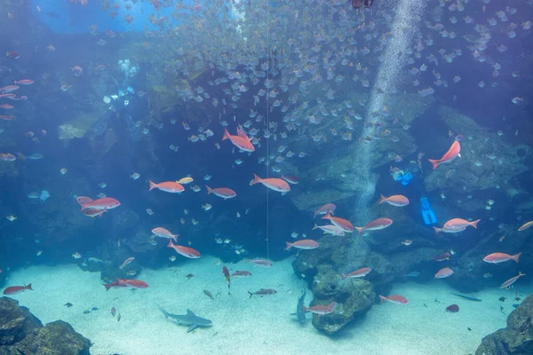 Großes Fischwasserbecken Aquarium — Stockfoto