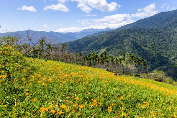 Napliliom Virág Mező Taimali Kinchen Mountain Taitung Tajvan — Stock Fotó