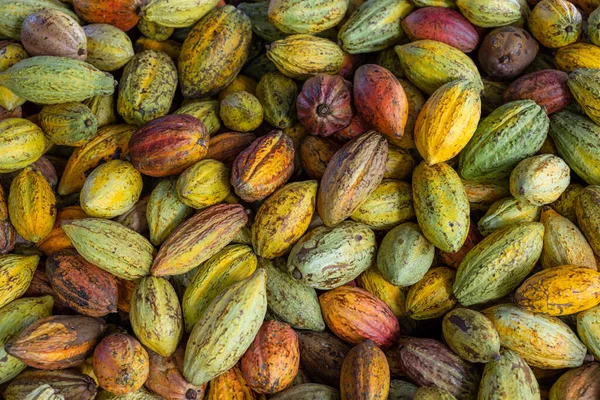 Pila Baccello Cacao Maturo Colorato — Foto Stock