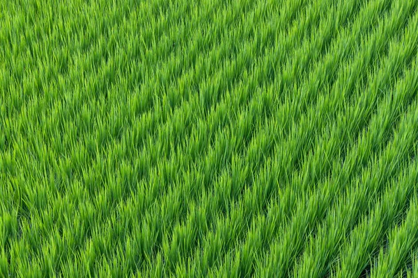 Рисовое Поле Тайтуна — стоковое фото