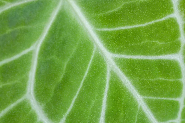 Tropikalna Roślina Krystaliczna Anthurium Pozostawić Teksturę Blisko — Zdjęcie stockowe
