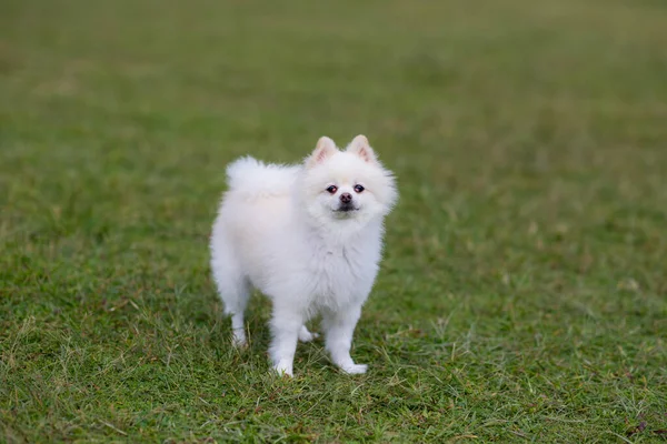 Bílá Pomeranian Parku — Stock fotografie