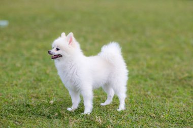 Parktaki beyaz pomeranian.