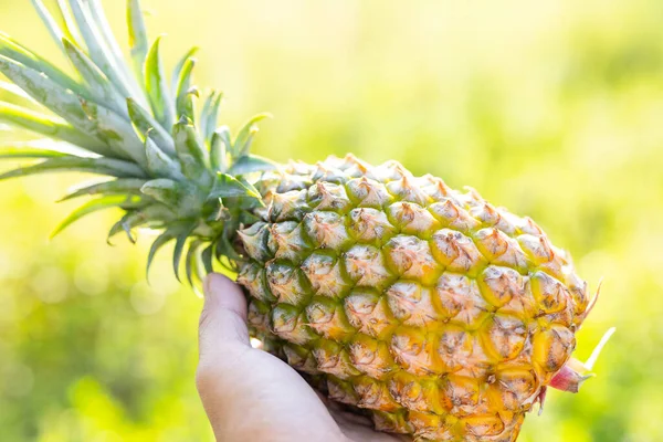 Hold Pineapple Harvest Sunlight — Foto Stock