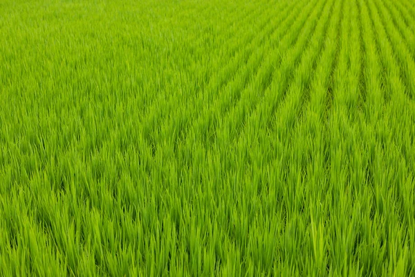 Свіжий Овочевий Рисовий Поле Луг — стокове фото